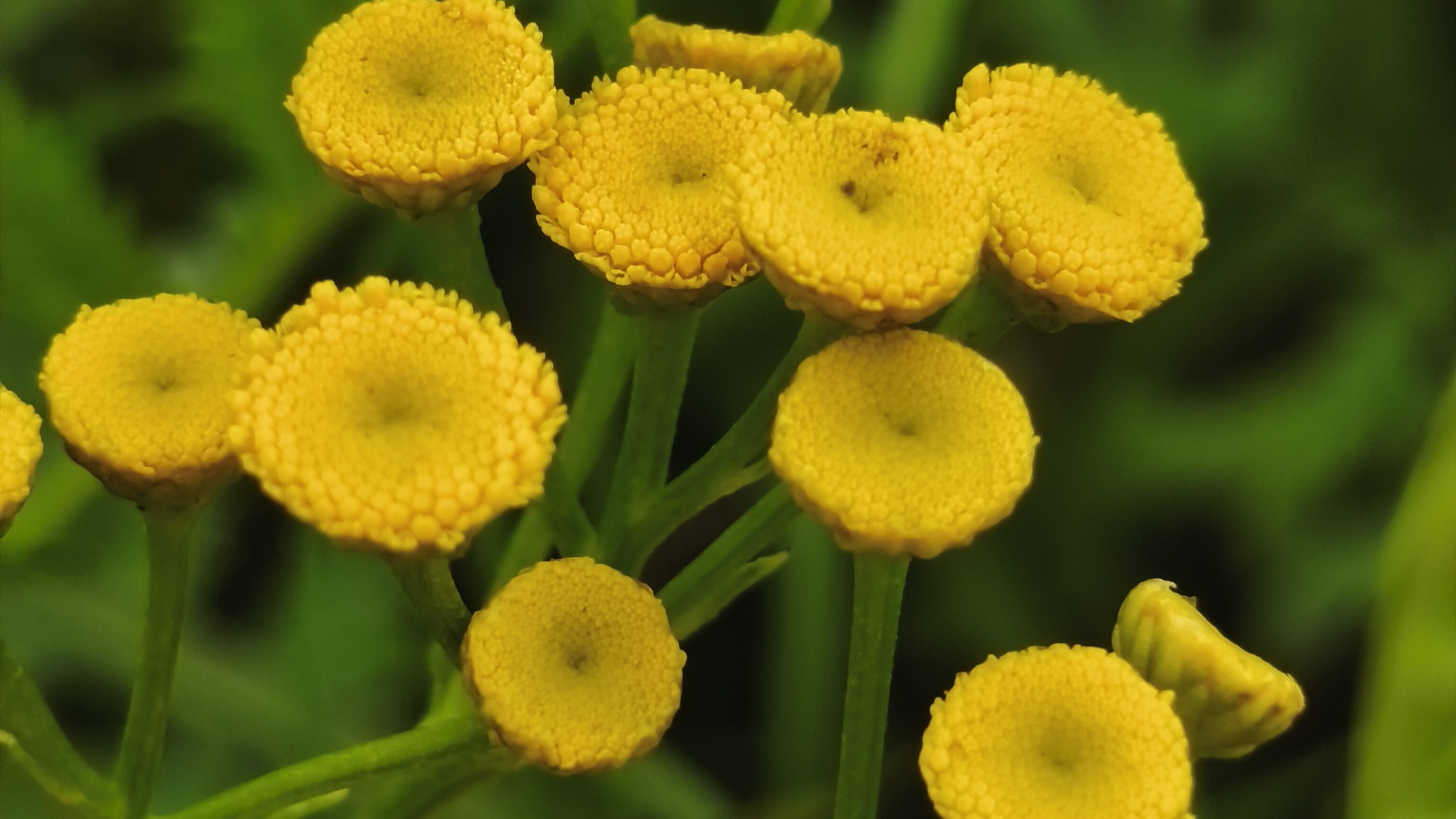 Gelbe Rainfarn-Blüten in Nahaufnahme in grüner Natur